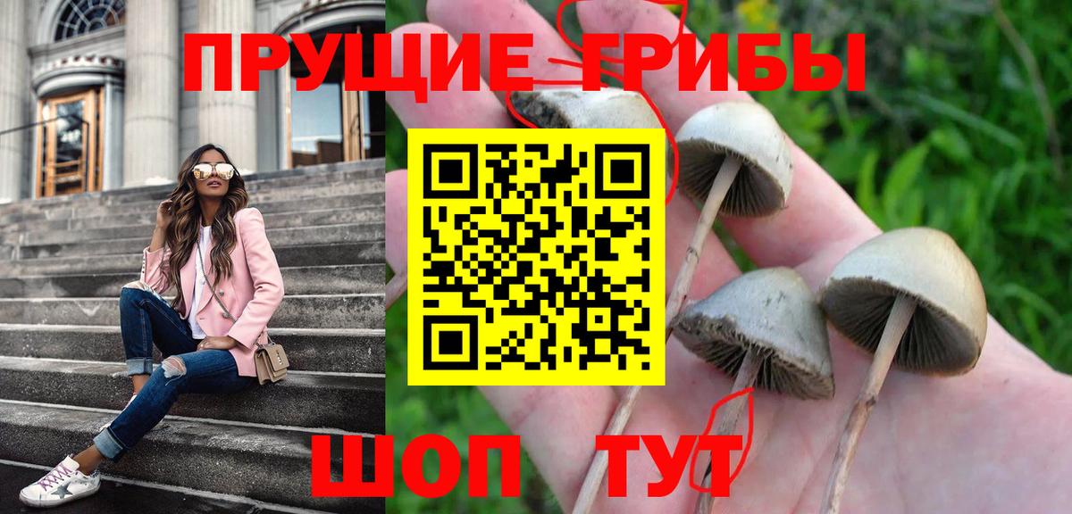 Галлюциногенные грибы прущие грибы  продажа наркотиков  Вход с VPN  Химки  Псилоцибиновые грибы Psilocybe 